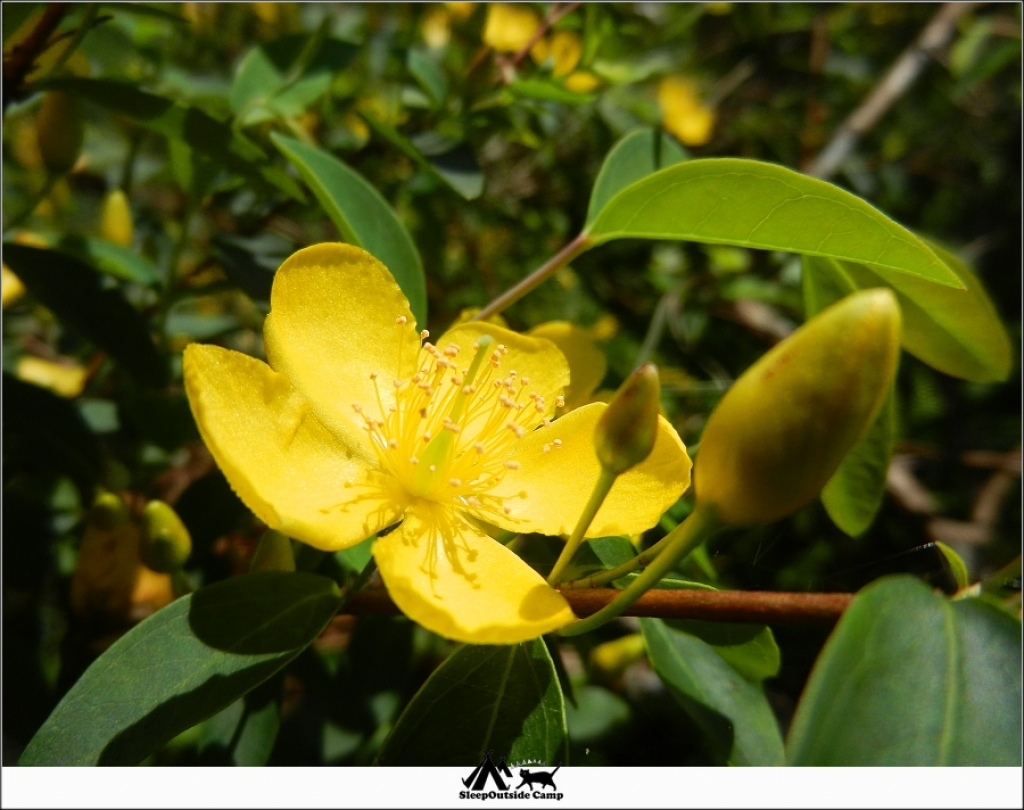 新北烏來福山植物園_259858