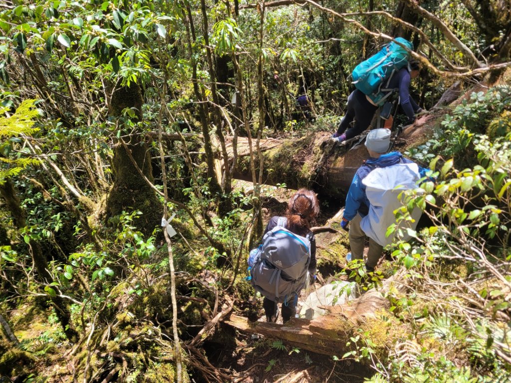 司馬庫斯上雪白山越嶺鴛鴦湖_2070202