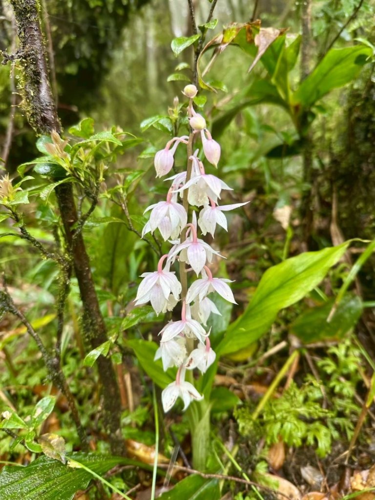 卡保石壁一葉蘭（耘夢谷上逐鹿山下O走）_2809511