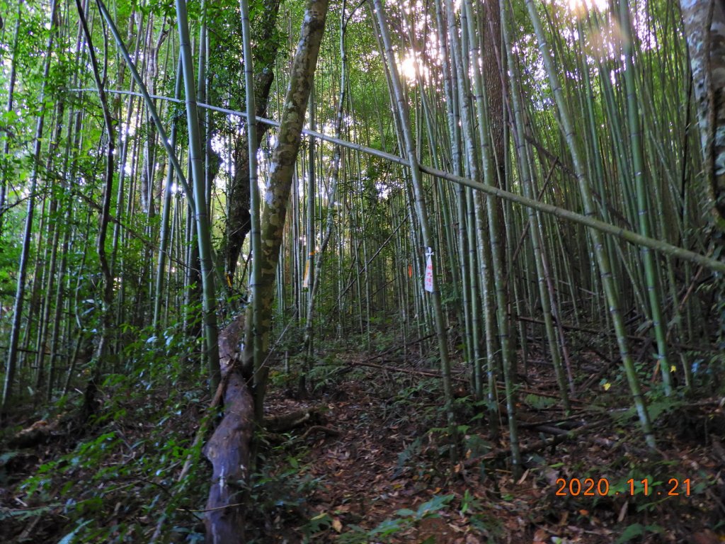 新竹 尖石 屯野生台山、石麻達山_1178007