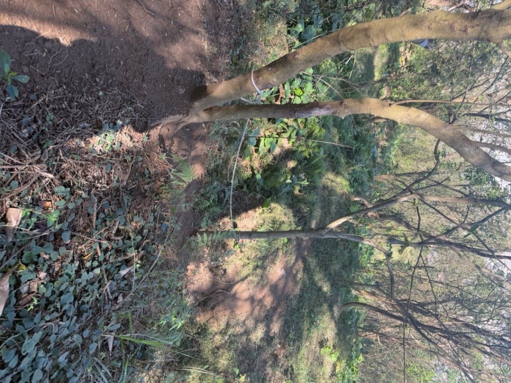 竹東三山 + ㄧ山 出北埔老街吃吃喝喝_2712756