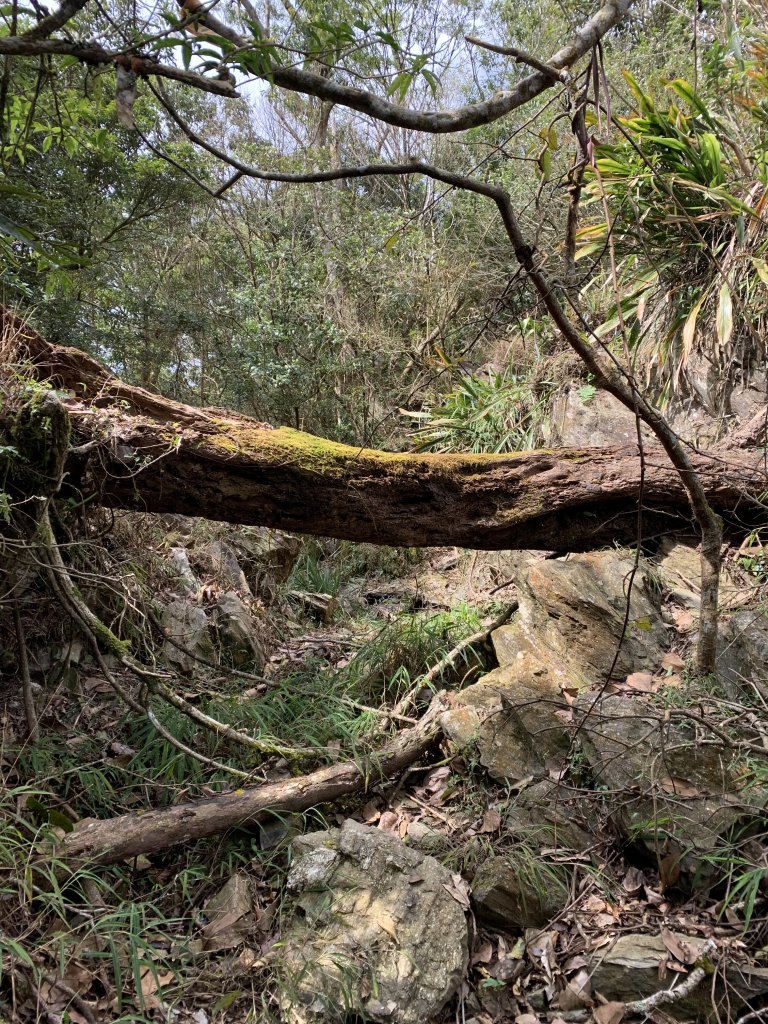 20240212屏東鱈葉根山-日湯真山縱走_2431717