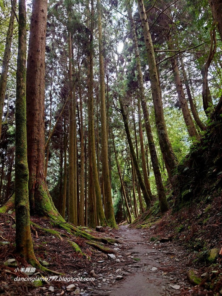 【新竹】觀霧森林遊樂區：檜山巨木群步道_2397406