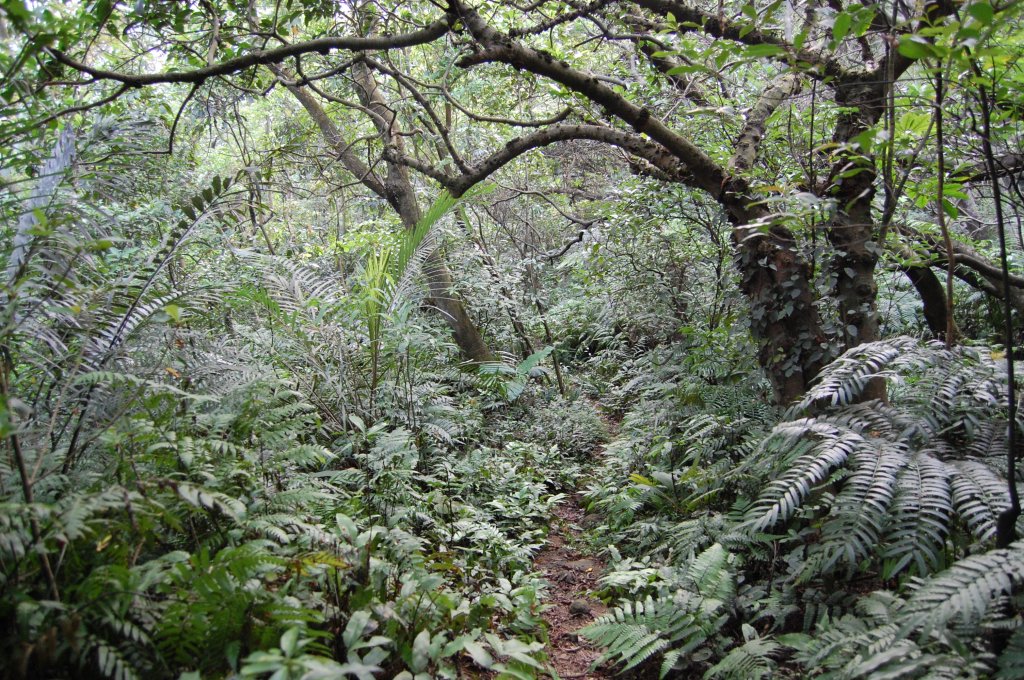 石門山(汐止,七堵)_1964967