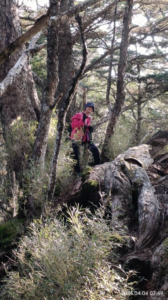 北二後段甘薯無明_2116458