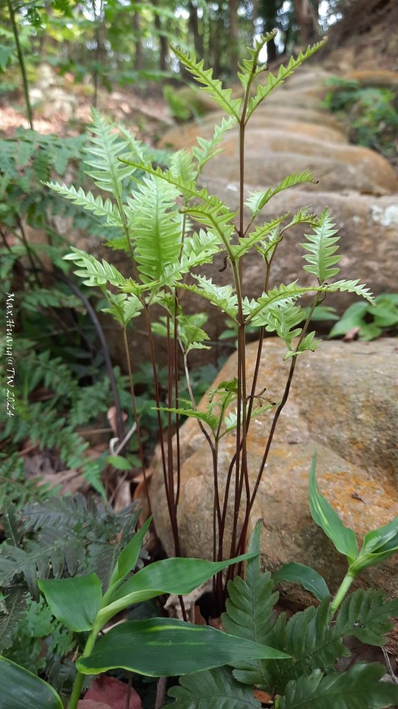 《苗栗》茶園古道｜三義登三義山慈濟山（三通嶺啟登）20240405_2472190