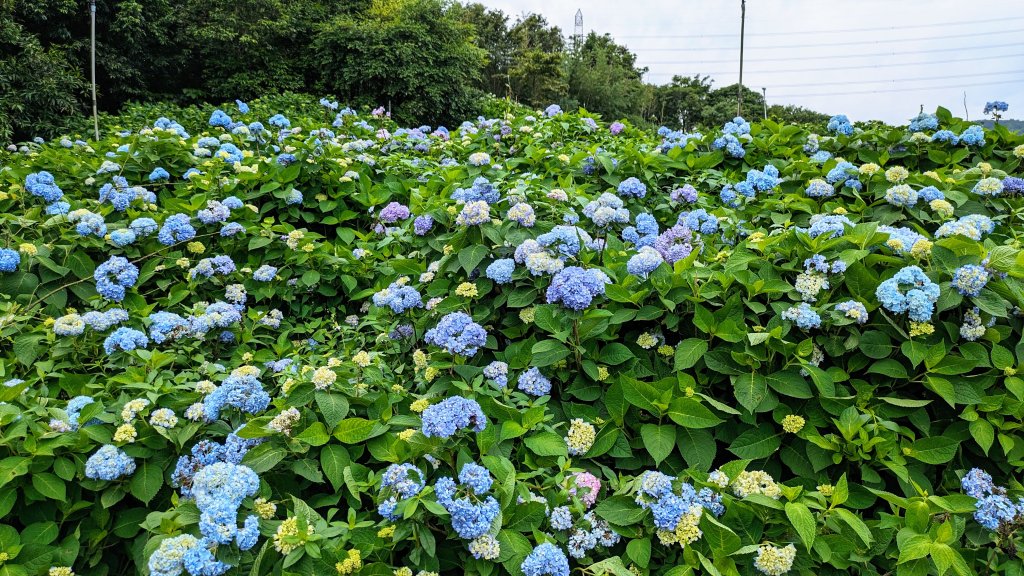 萬里高家繡球花園_2497757