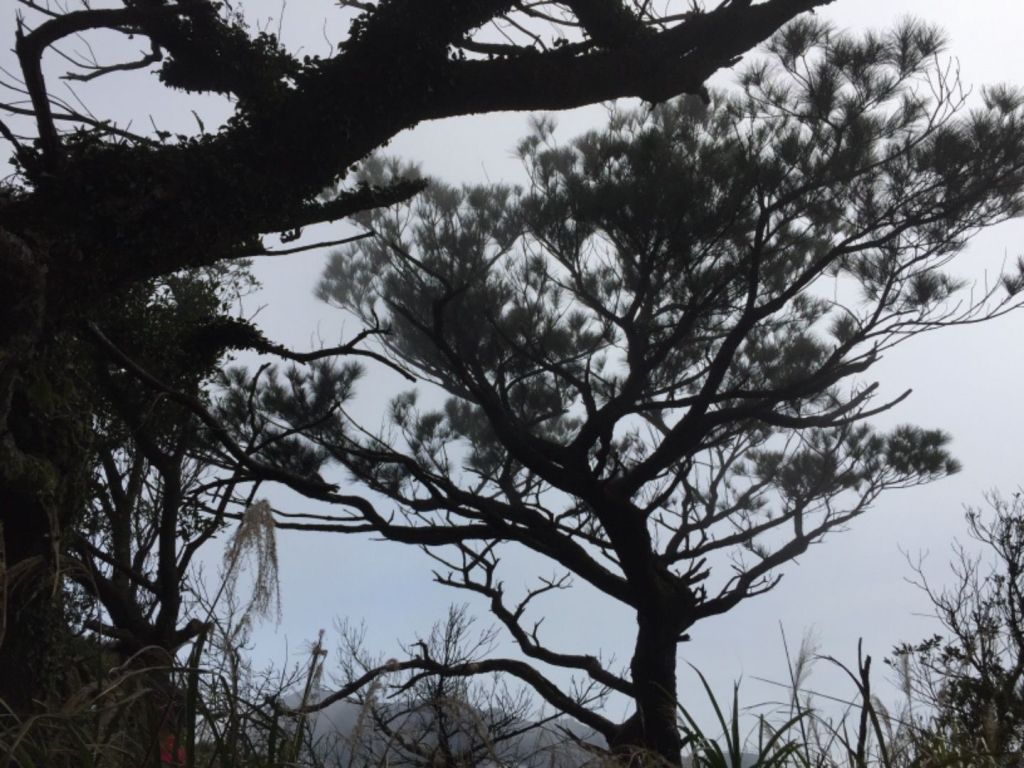 滿山滿谷的木蓮、山櫻花（樟樹湖古道）_270199