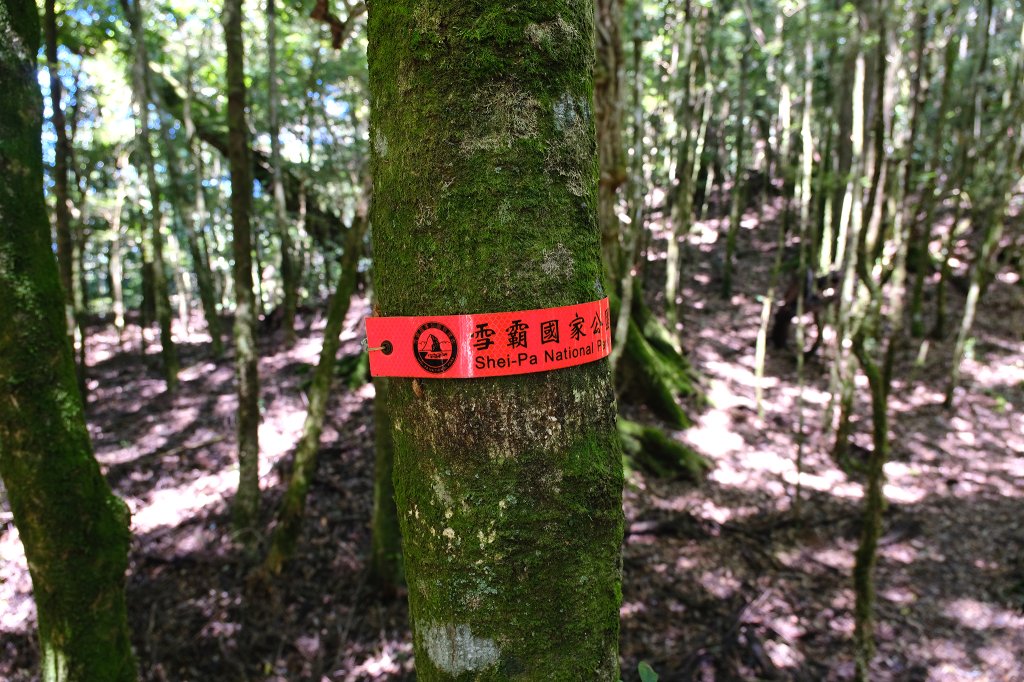 雪見大板根_2924724