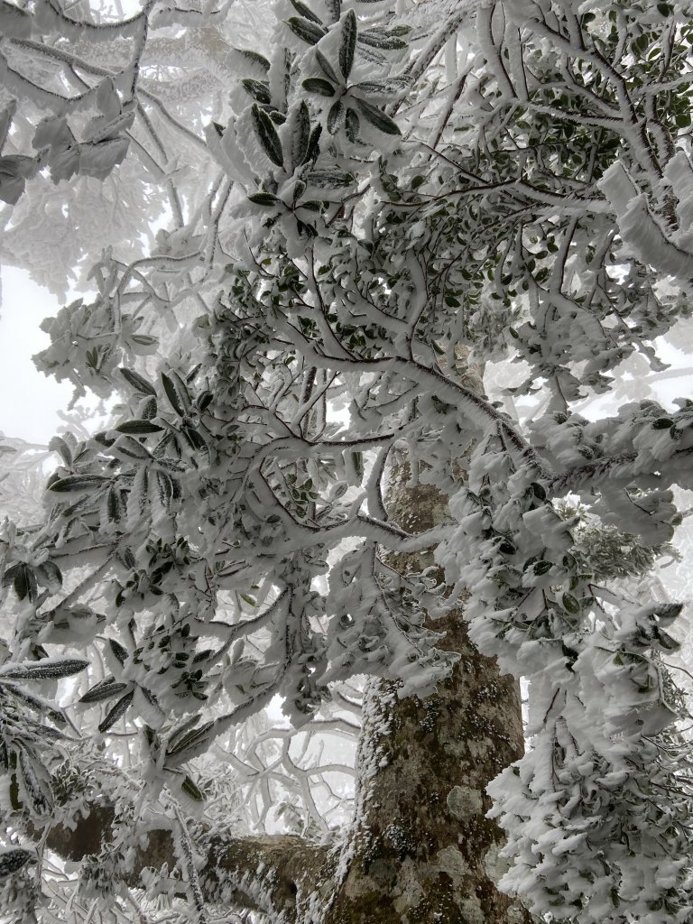 冰凍內鳥嘴~美得讓你哇聲不停_2010073