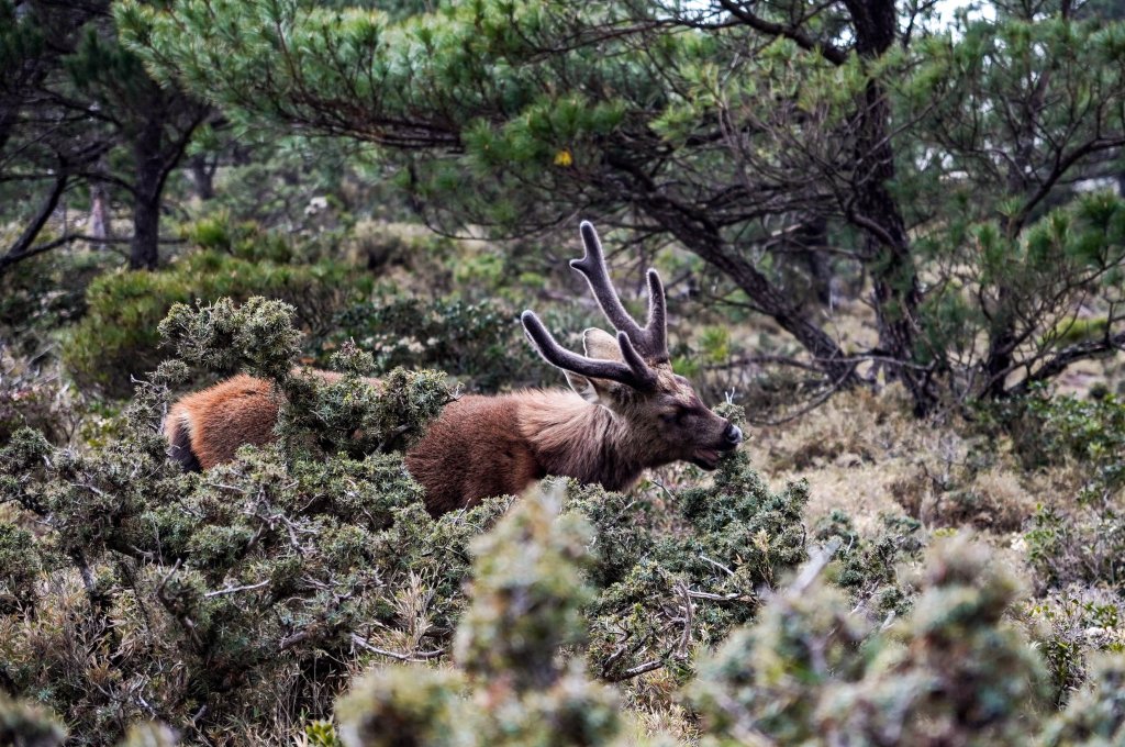 戒茂斯上嘉明湖三天兩夜_2769431
