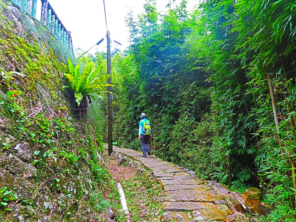 夏日水圳古道之旅：走坪頂古圳步道消暑去_637429