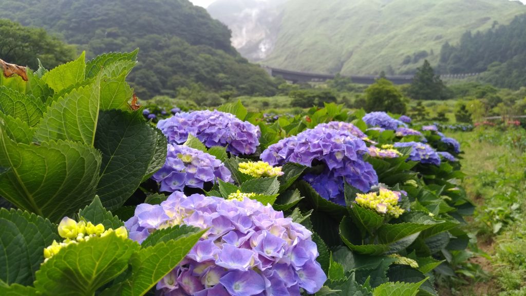 夏日裡的花蝴蝶!_341701