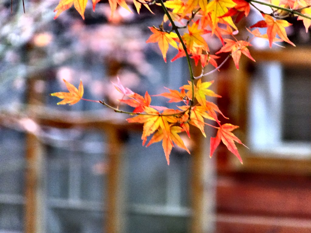 【台中】體驗北國萬種楓情：戀戀福壽山_1198173