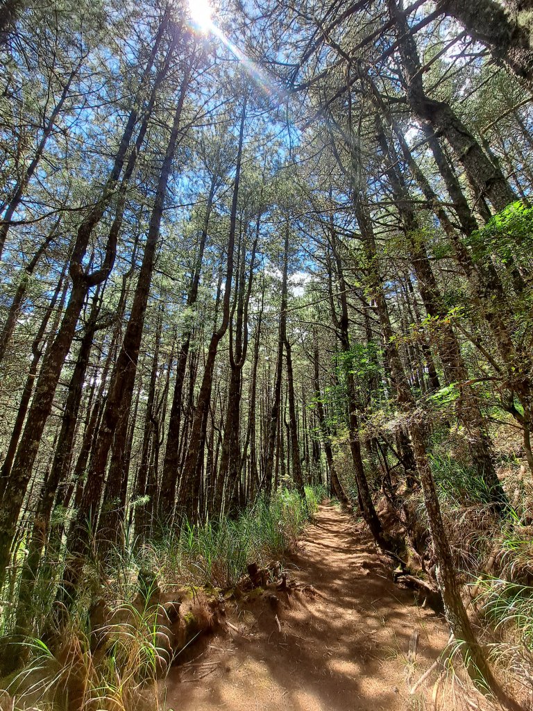 畢祿下南稜O型(2022.08.22)_1901503