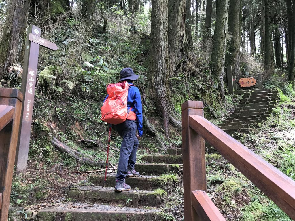 阿里山塔山步道_133893