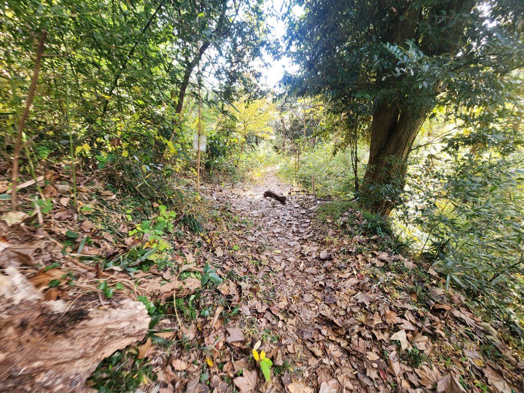 20251128橫須賀軍港遊船+鎌倉大佛步道_2962742