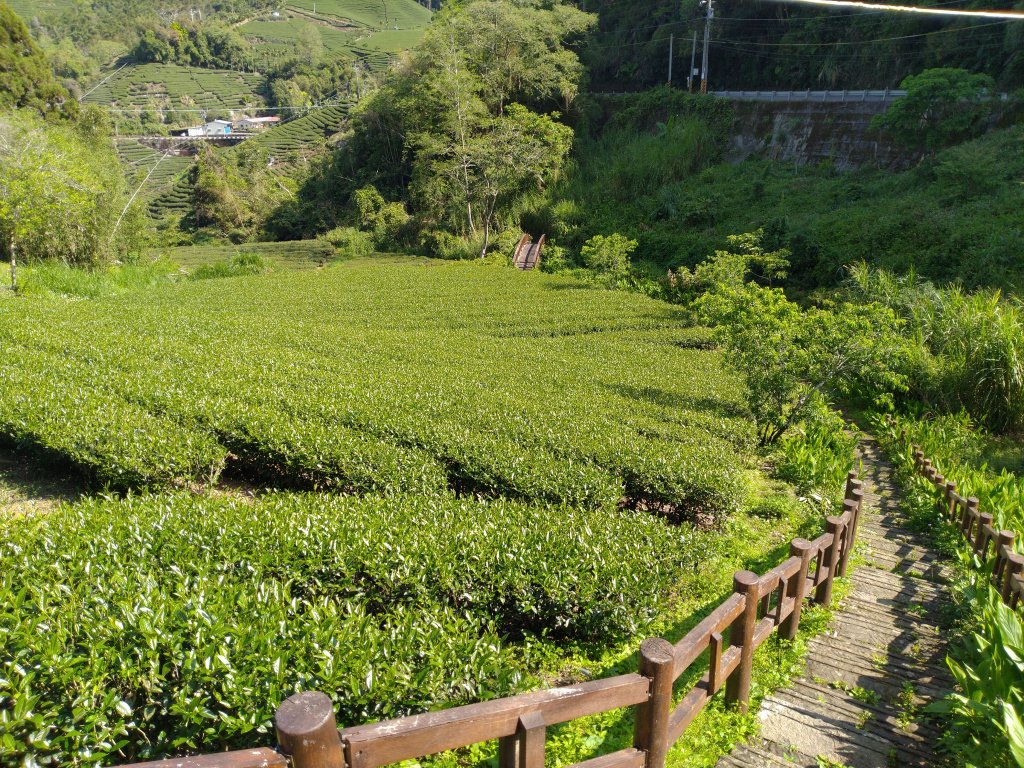 2022-04-06 【嘉義瑞里】野薑花溪步道上海鼠山下坔埔坑茶園步道O型_1665206