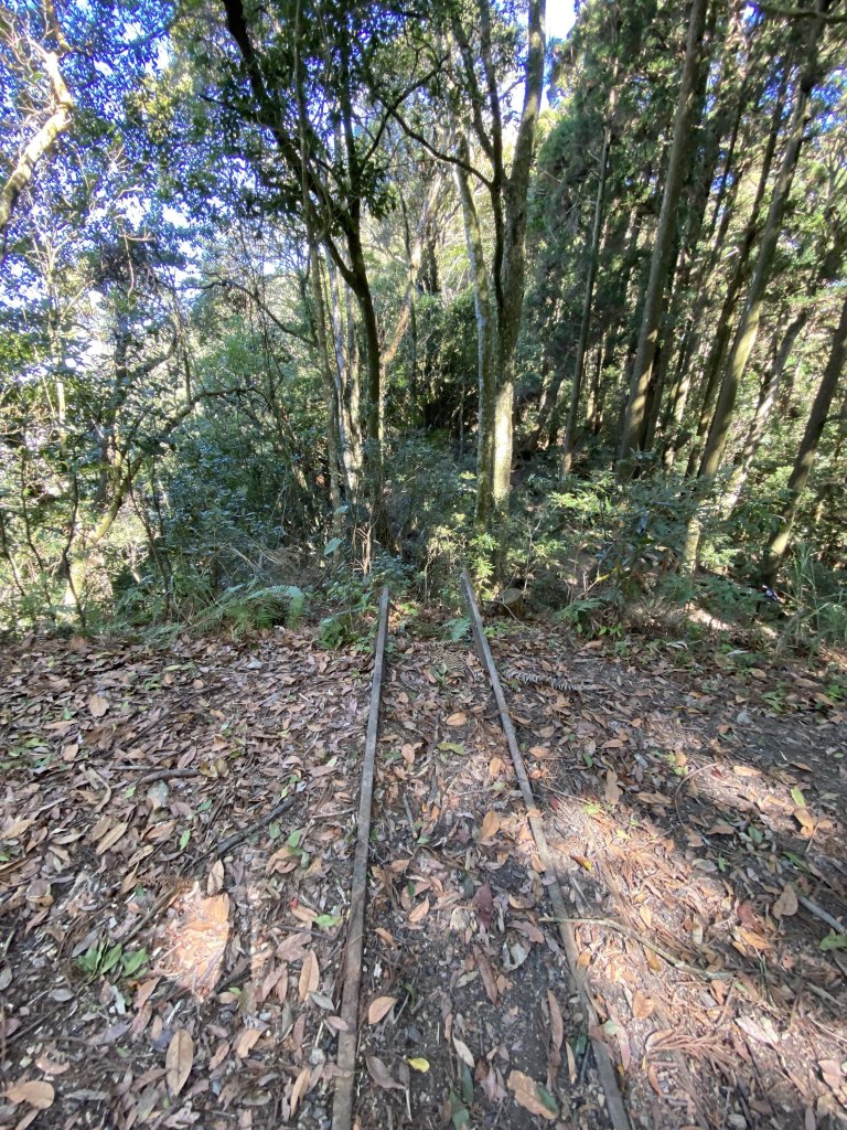 苗栗-加里山 杜鵑嶺_869124