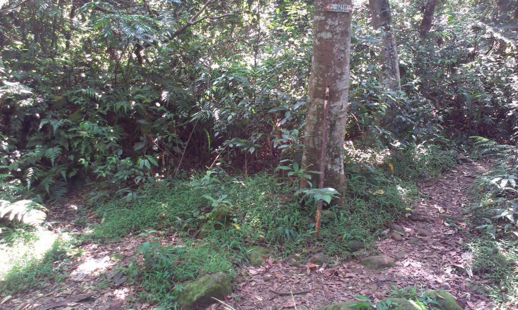 百吉林蔭步道&新溪洲山縱走20130913_1958417