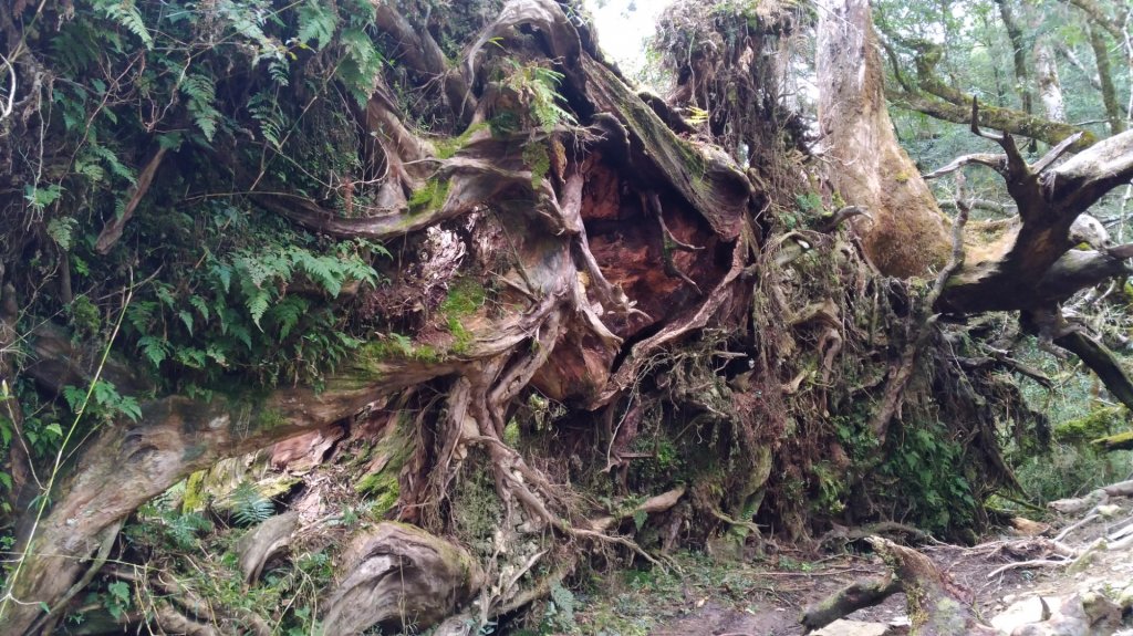 塔魔巴縱走_871344