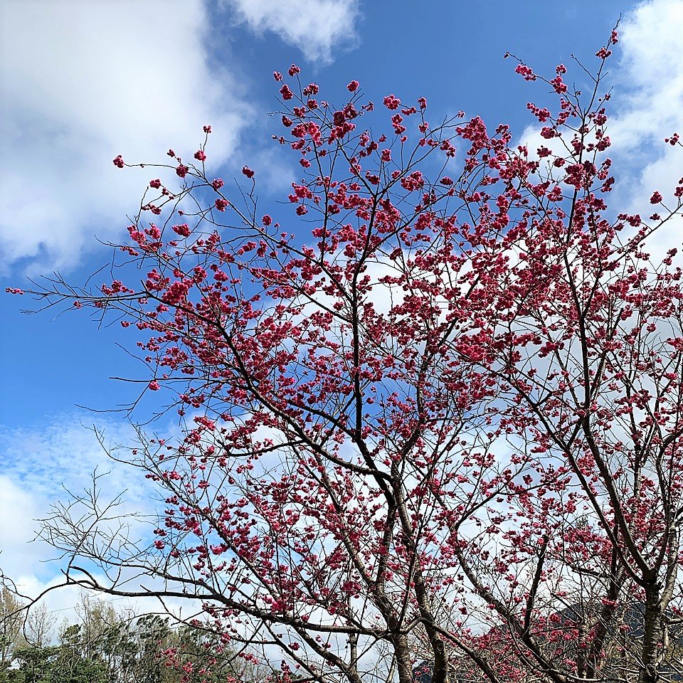 飛龍步道-樟山寺-樟樹步道_1265158