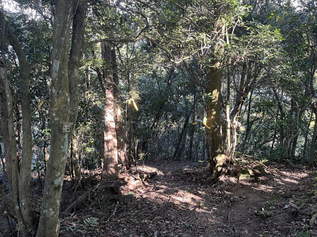 [森遊竹縣-10A/10] 2023_1112 東獅頭山_2347218