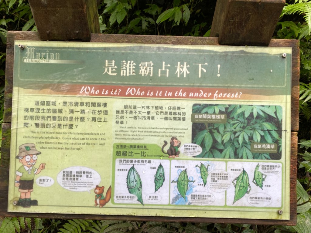 步道巡訪員│聖母登山步道一月巡訪_818935