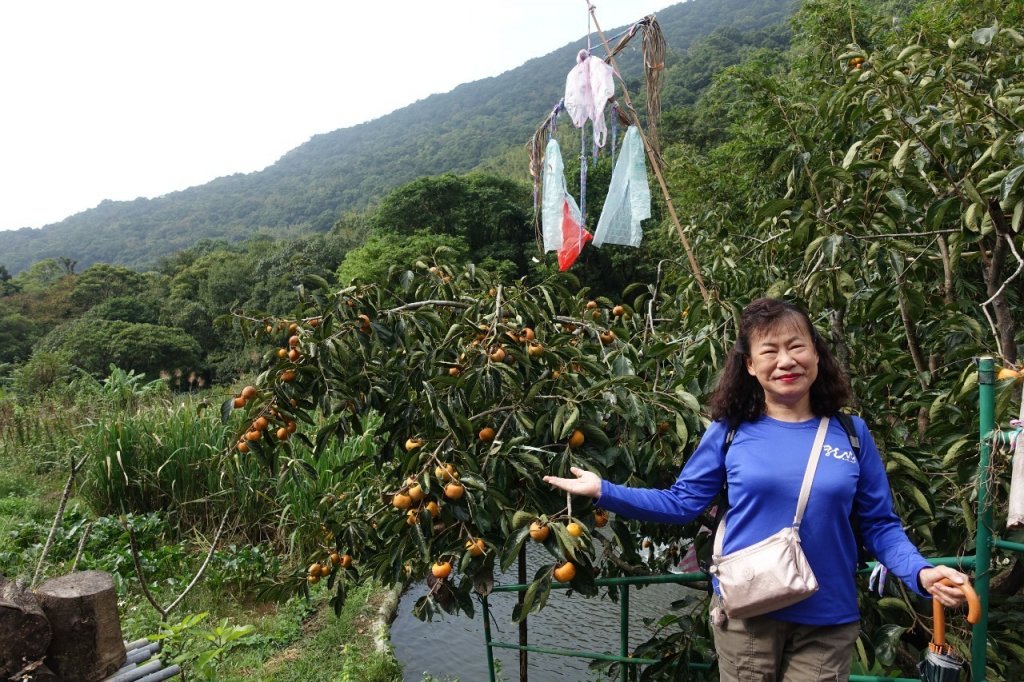 樂活遨遊坪頂古圳步道→荷蘭古道→高頂山→北五指山→頂山→風櫃嘴→天溪園→聖人橋_1509551