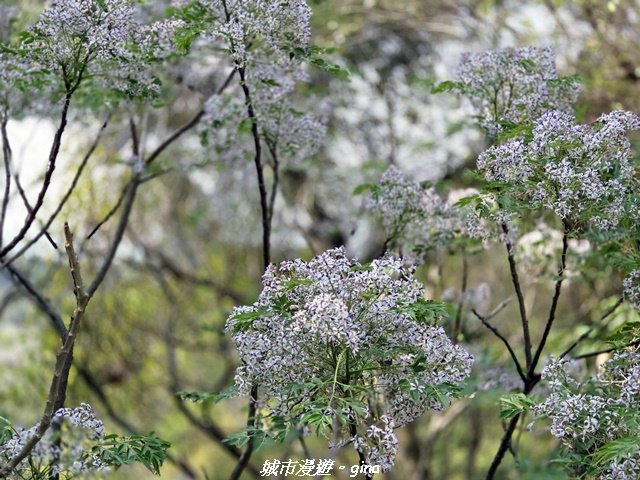 【台中大肚】大肚萬里長城登山步道_3023832