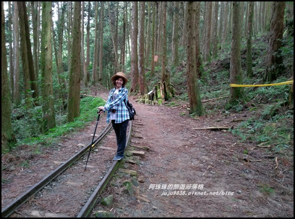 嘉義。特富野古道。鐵道森林最美的步道封面圖