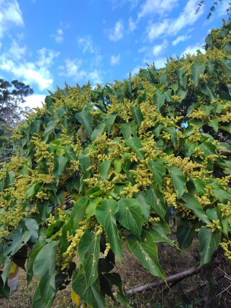 恆春大縱走連走白沙彌山出呆風草原_2991460