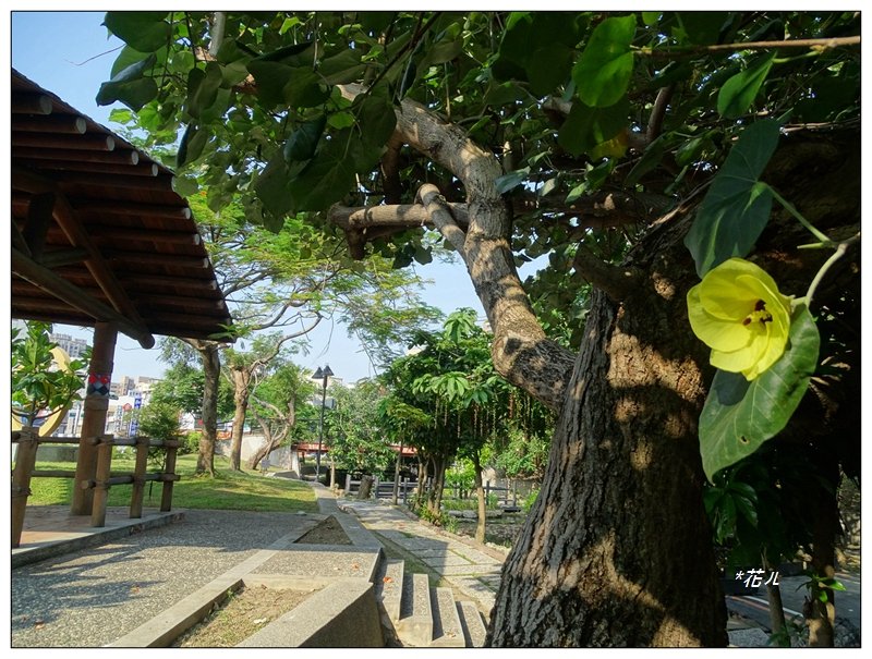 夏日/黃槿的花開_1417582