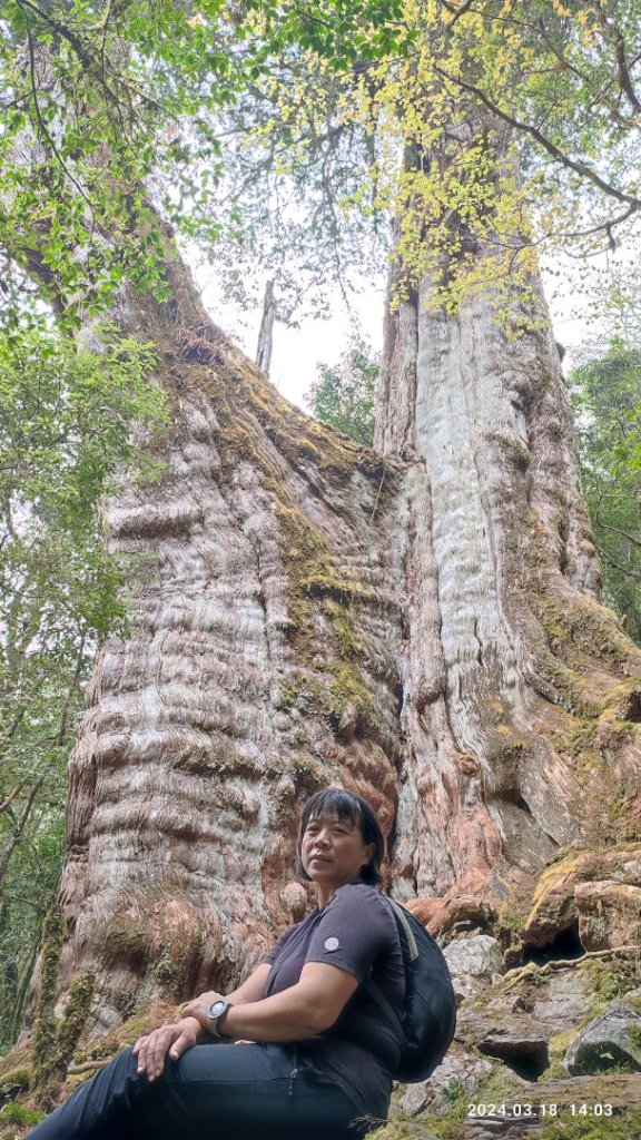 眠月神木、郡大神木群_2457283