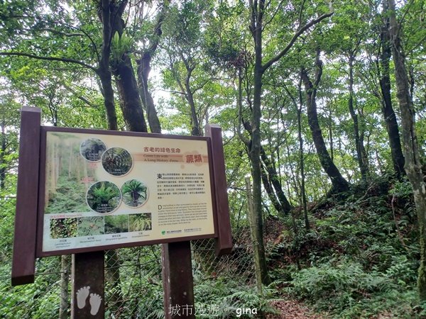 【桃園復興】台灣百大必訪步道。 東眼山森林遊樂區-東眼山自導式步道_2835927