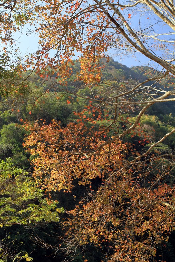 【南投~信義 】牛稠坑賞梅_1254920