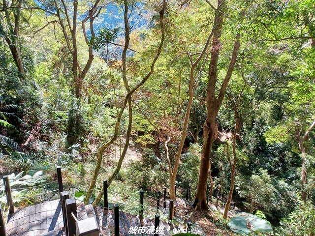【台中和平】生態廊道。 雪山坑環線步道x巨人之手觀景點_2954031