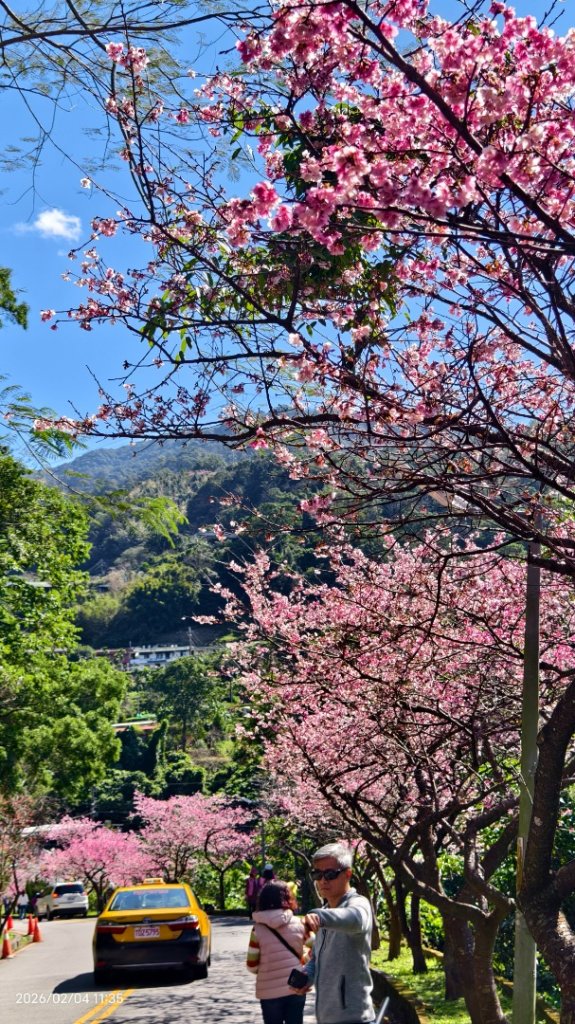 #栗尾椋鳥 #綠繡眼 #東湖樂活公園 #花園新城 #屈尺 #寒櫻 2/4_2992896