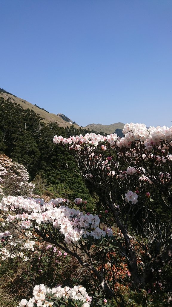 合歡山東峰_1727192