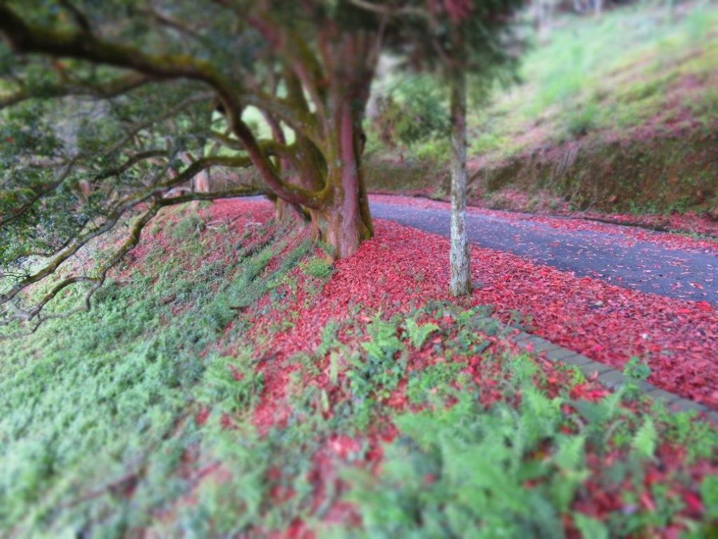 貓囒山步道_122529