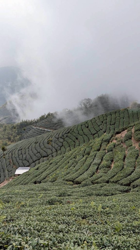雲嘉五連峰 (大尖山、二尖山、馬鞍山、梨子腳山、太平山)_2991045