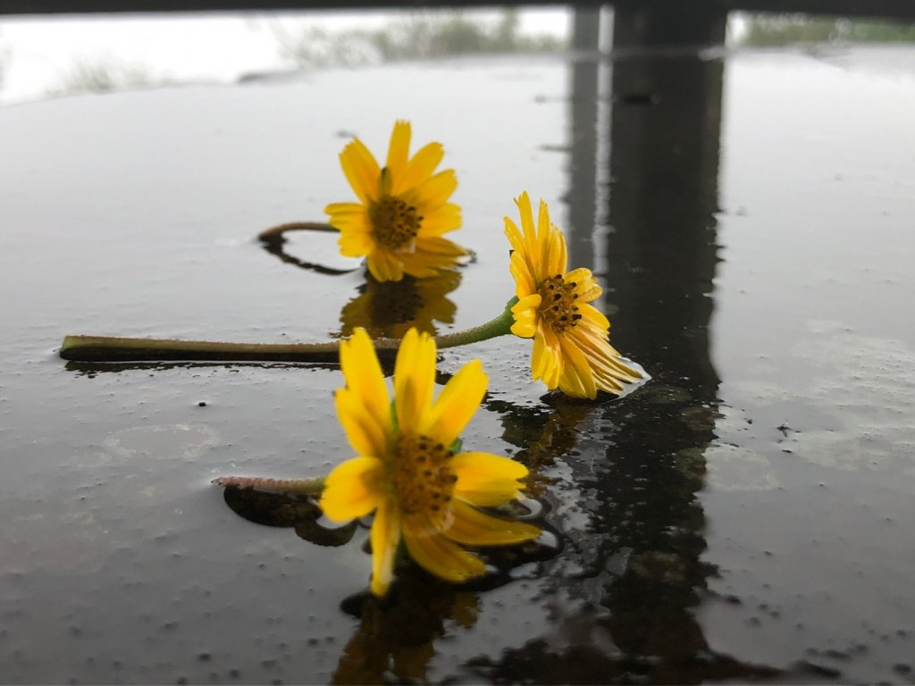 雲霧中的桃源谷～大溪到大里_1896853