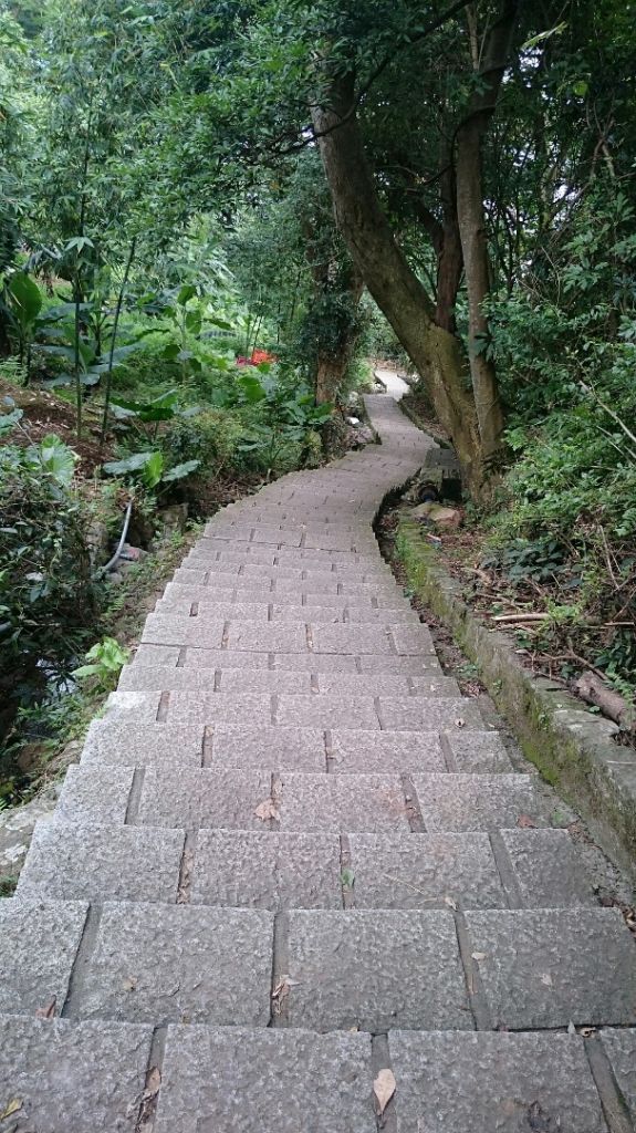 天母水管路步道～台灣獼猴不期而遇_315853