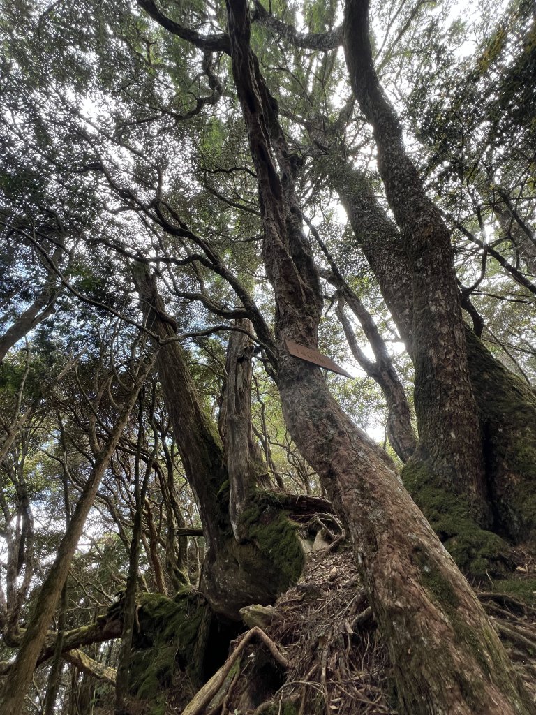 ~  塔  曼  山  ~_2782799