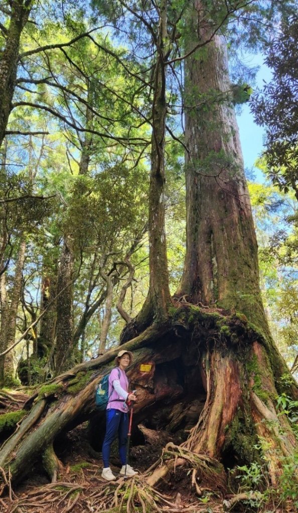 【中級山】是誰，在森林裡施放了魔法與巫術，幽靈草，如此魅惑，魔幻森林塔曼山_2743687