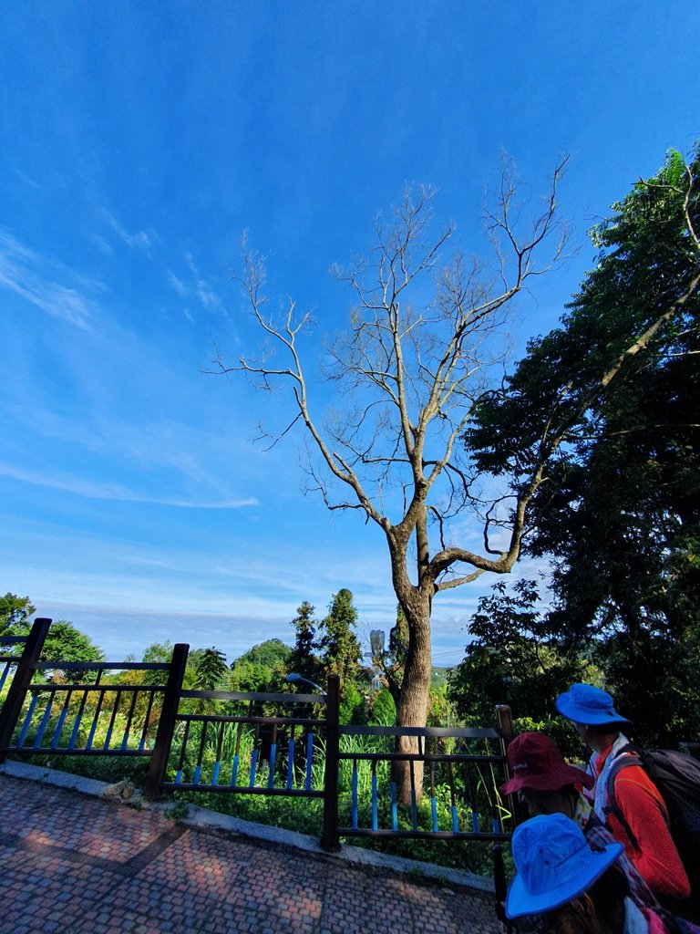 【雲嘉茶園之美】後棟山連走大二尖山_1532180