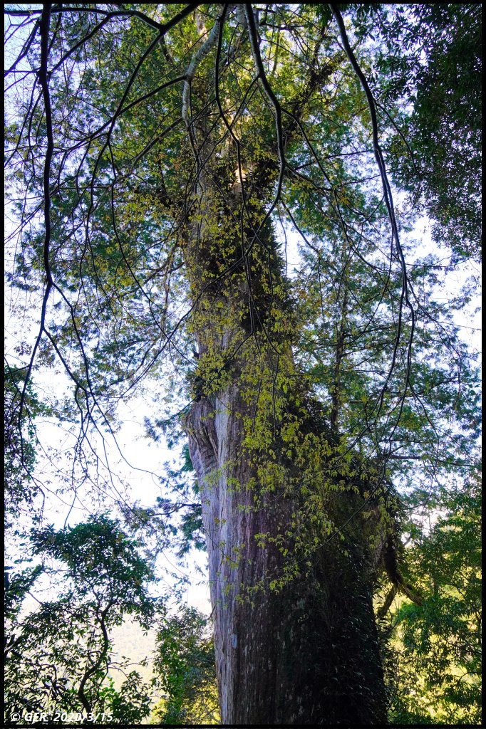 全台最大的紅檜森林 ~ 拉拉山巨木群_885519