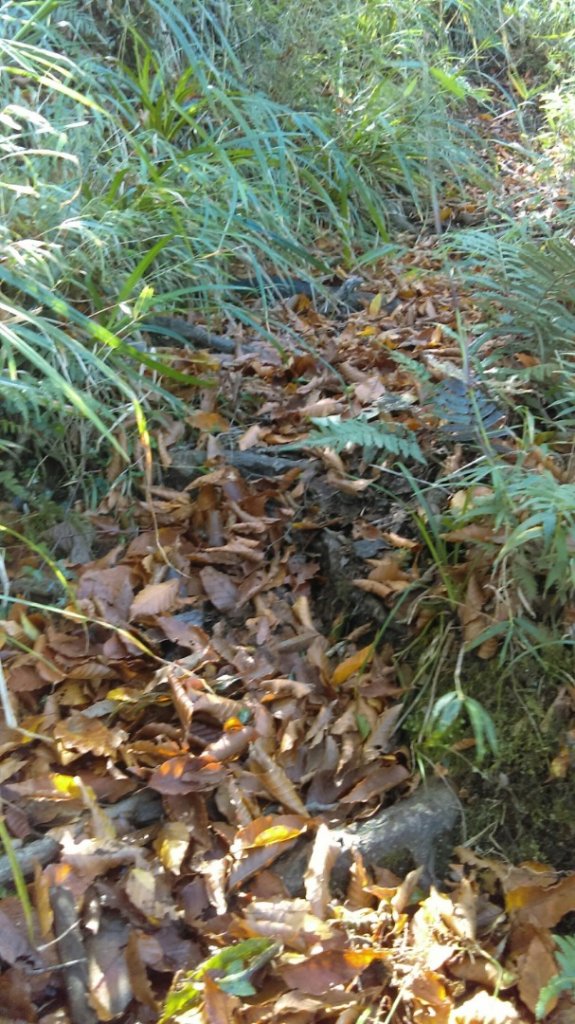 太平山山毛櫸步道→銅山_446016