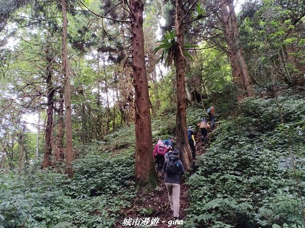 【南投信義】望鄉部落抬頭見玉山。 獵人古道連走、望美山、瓊山封面圖