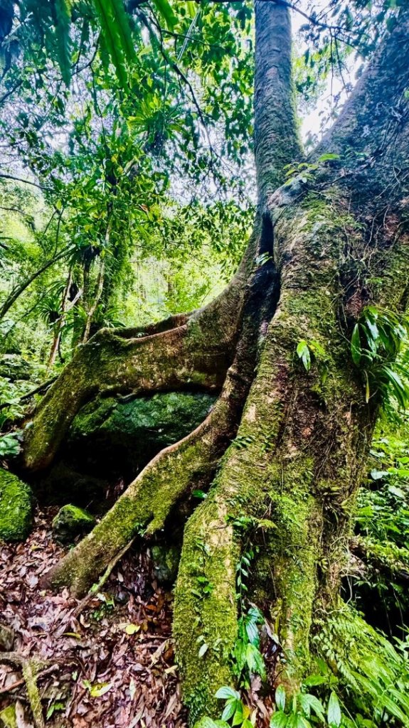 卡保石壁一葉蘭（耘夢谷上逐鹿山下O走）_2809512